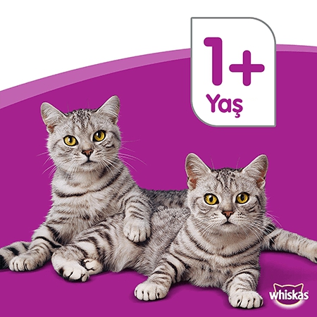Whiskas Biftekli ve Sebzeli 3.8 kg Yetişkin Kuru Kedi Maması