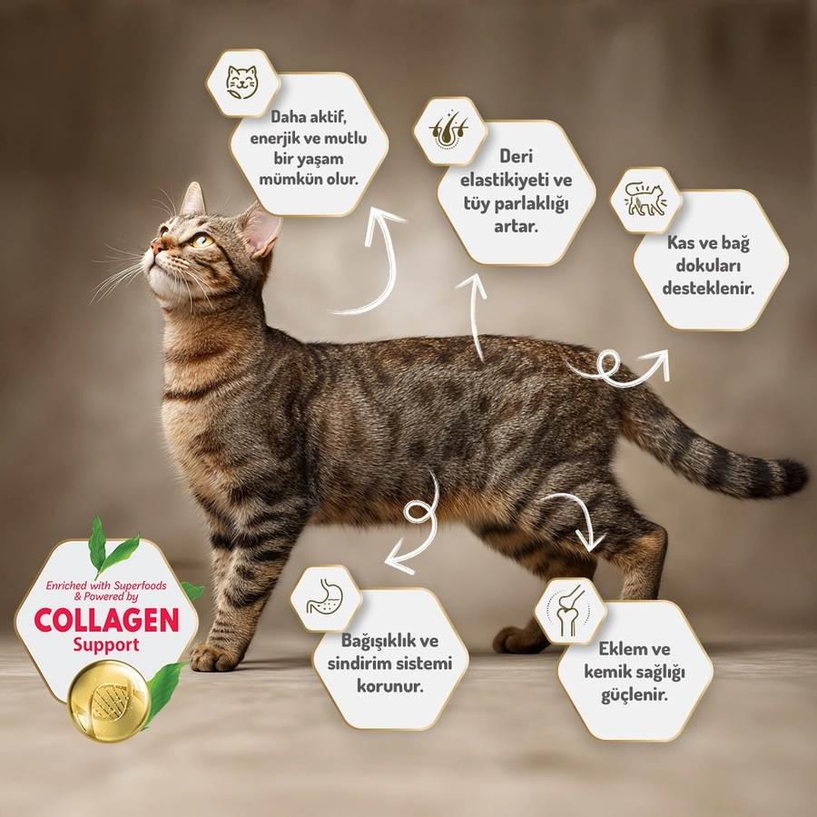 Felicia 2 Kg Kolajenli Somonlu Az Tahıllı Yetişkin Kedi Maması HypoAllergenic Kedi Maması