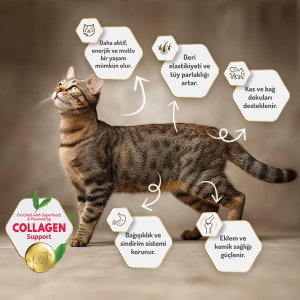 Felicia 2 Kg Kolajenli Kuzulu Az Tahıllı Yetişkin Kedi Maması Hypo Allergenic Kedi Maması