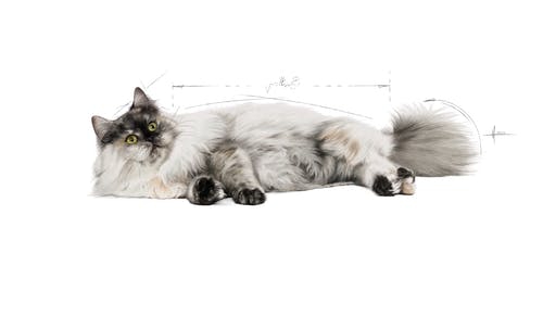 Royal Canin Hair Skin Hassas Tüy Sağlığı Kedi Maması 2 Kg