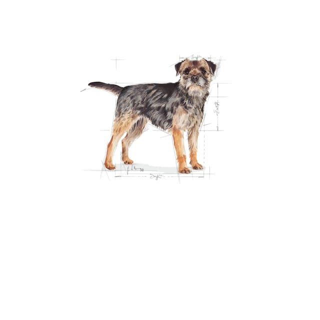 Royal Canin 3 kg Küçük Irk Kısırlaştırılmış Yetişkin Köpek Maması