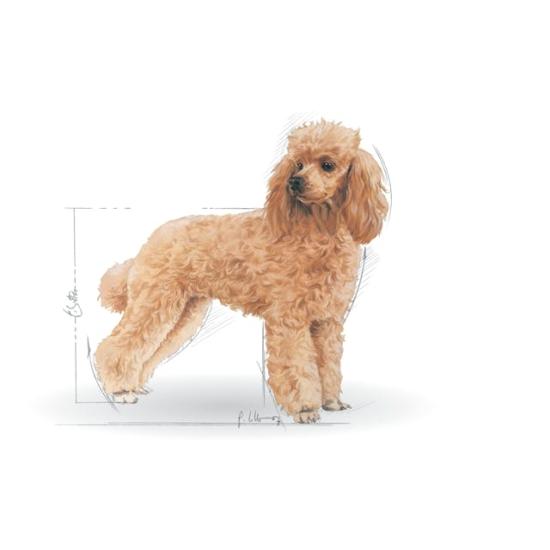 Royal Canin Poodle Adult 3 kg Yetişkin Köpek Maması