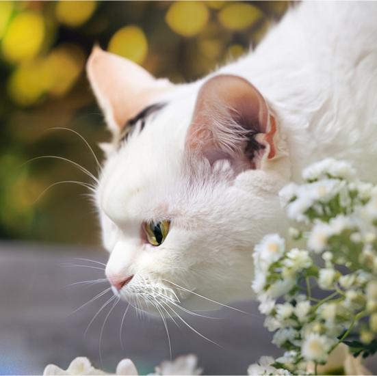 Para Gatos Aktif Karbon Beyaz Çiçek Kokulu Kedi Kedi Kumu 10 LT*2 Ad