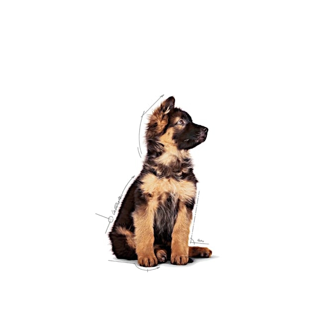 Royal Canin Maxi Puppy 140 gr 10’lu Yavru Köpek Yaş Maması