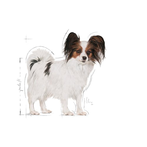 Royal Canin X-Small Adult 1,5 kg Küçük Irk Yetişkin Köpek Maması